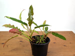 Philodendron Narrow 'Jungle Boogie' Pink Variegated - Exact Plant #25A - 6 inch pot