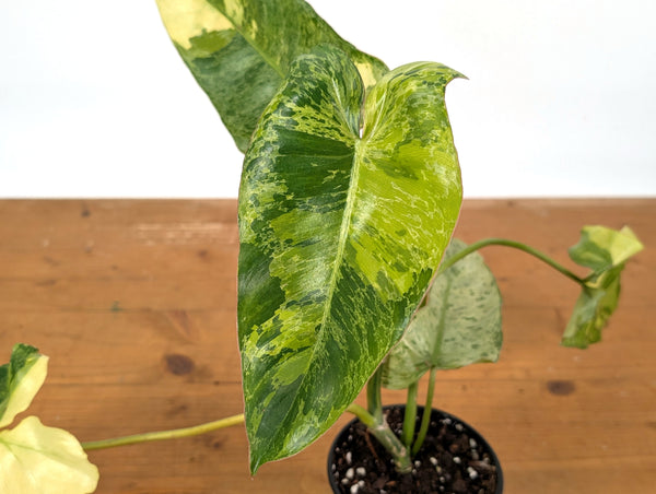 Philodendron Paraiso Verde Aurea Mutation - Exact Plant #25A