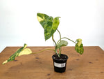 Philodendron Paraiso Verde Aurea Mutation - Exact Plant #25A