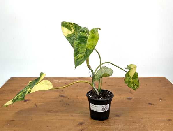 Philodendron Paraiso Verde Aurea Mutation - Exact Plant #25A