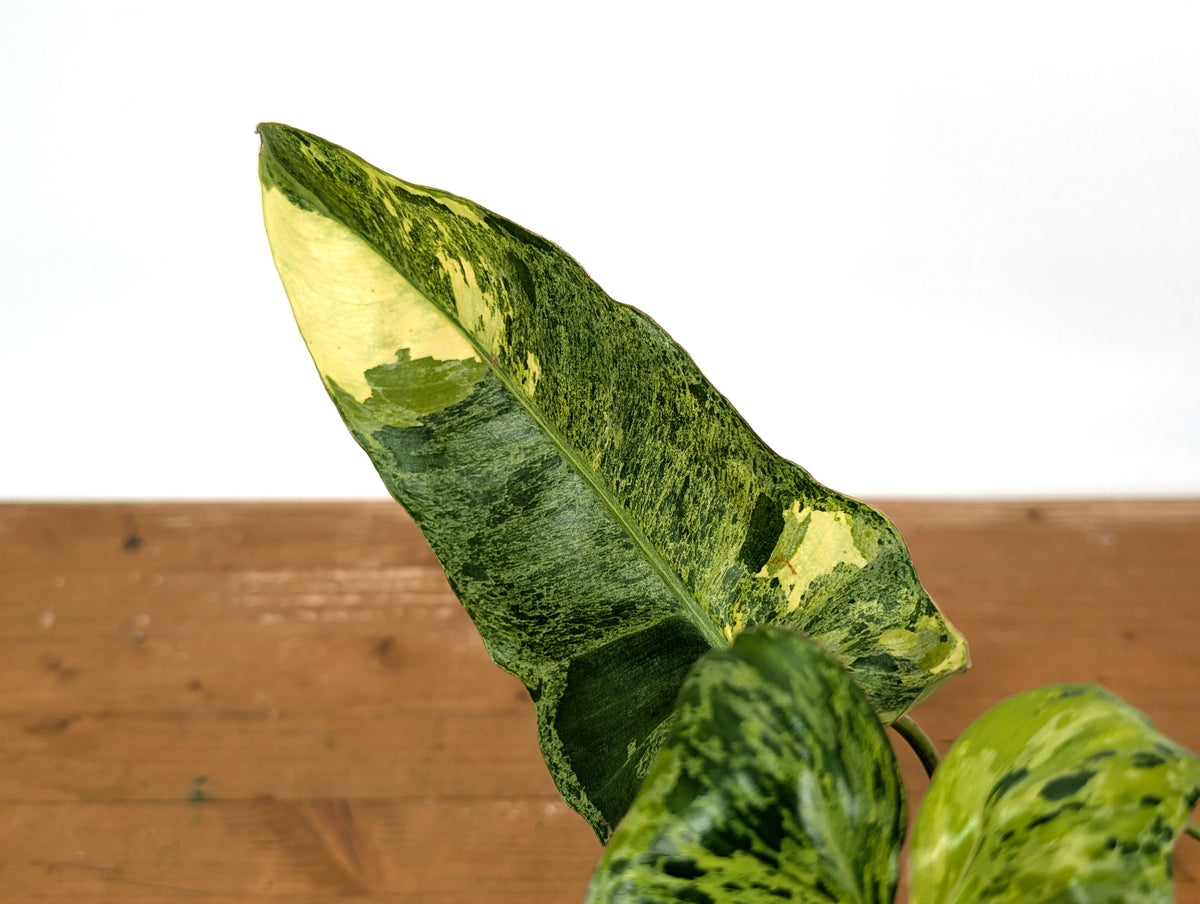 Philodendron Paraiso Verde Aurea Mutation - Exact Plant #25A