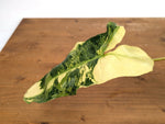Philodendron Paraiso Verde Aurea Mutation - Exact Plant #25A