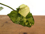 Philodendron Paraiso Verde Aurea Mutation - Exact Plant #25A
