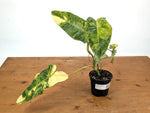 Philodendron Paraiso Verde Aurea Mutation - Exact Plant #25A