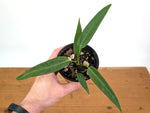 Anthurium Warocqueanum Esmeralda 'Dark Queen'