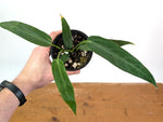 Anthurium Warocqueanum Esmeralda 'Dark Queen'