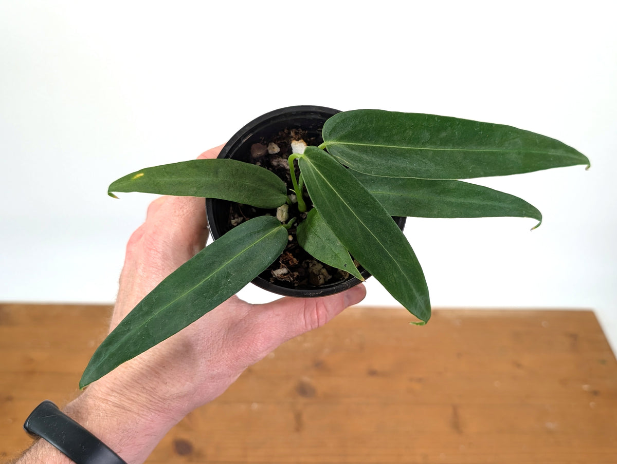 Anthurium Warocqueanum Esmeralda 'Dark Queen'