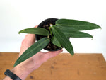 Anthurium Warocqueanum Esmeralda 'Dark Queen'