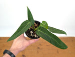 Anthurium Warocqueanum Esmeralda 'Dark Queen'