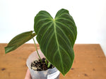 Philodendron Majestic - (P. Verrucosum x Sodiroi)