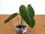 Philodendron Majestic - (P. Verrucosum x Sodiroi)