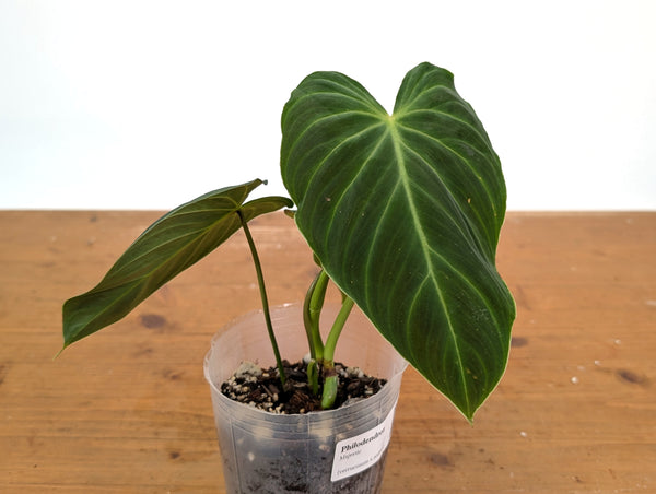 Philodendron Majestic - (P. Verrucosum x Sodiroi)