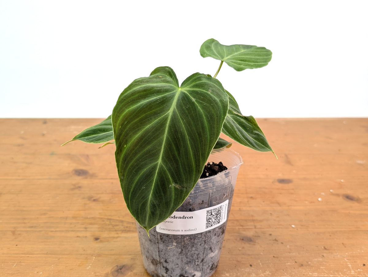 Philodendron Majestic - (P. Verrucosum x Sodiroi)