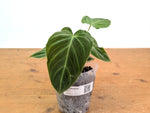 Philodendron Majestic - (P. Verrucosum x Sodiroi)