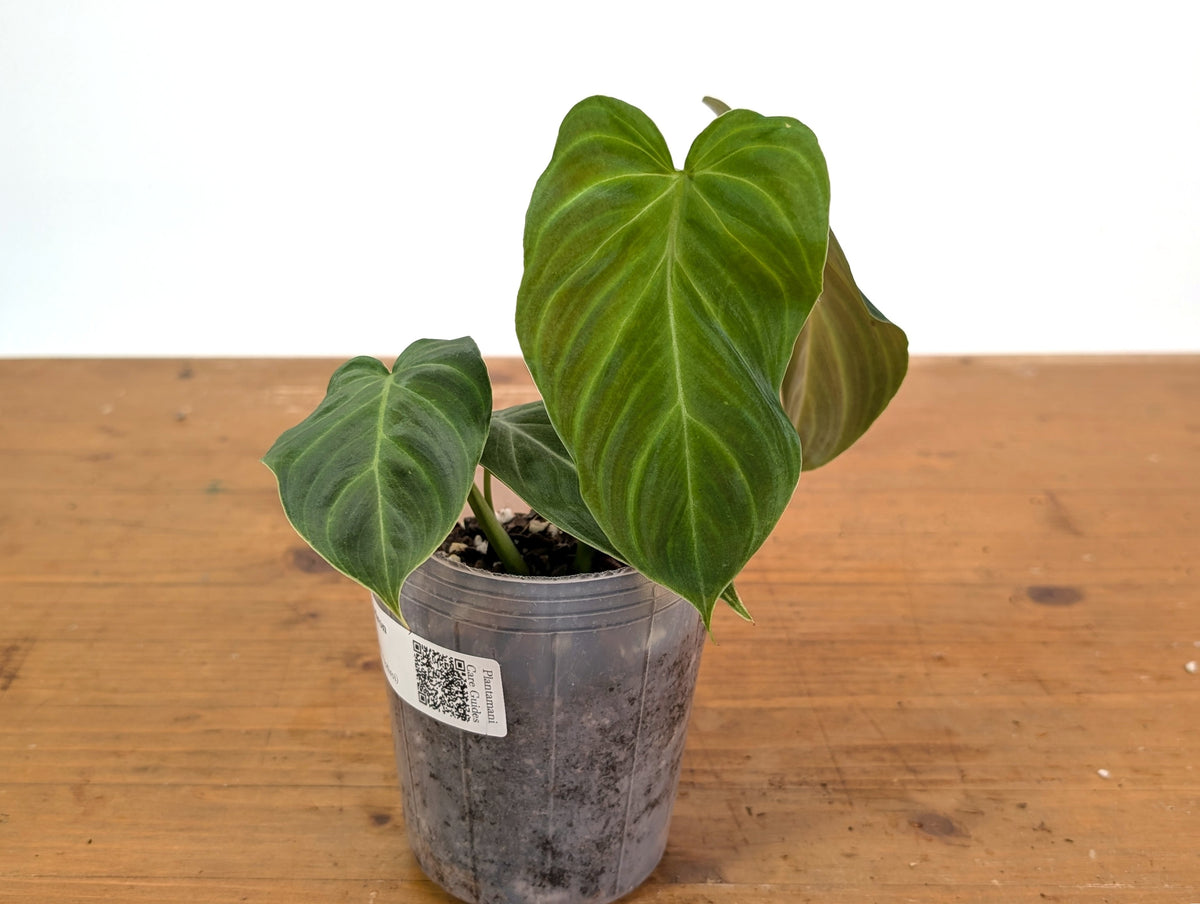 Philodendron Majestic - (P. Verrucosum x Sodiroi)