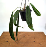 Anthurium Wendlingeri - Multiple Leaves 1-2ft - Exact Plant Pictured 6 Inch Basket #26A