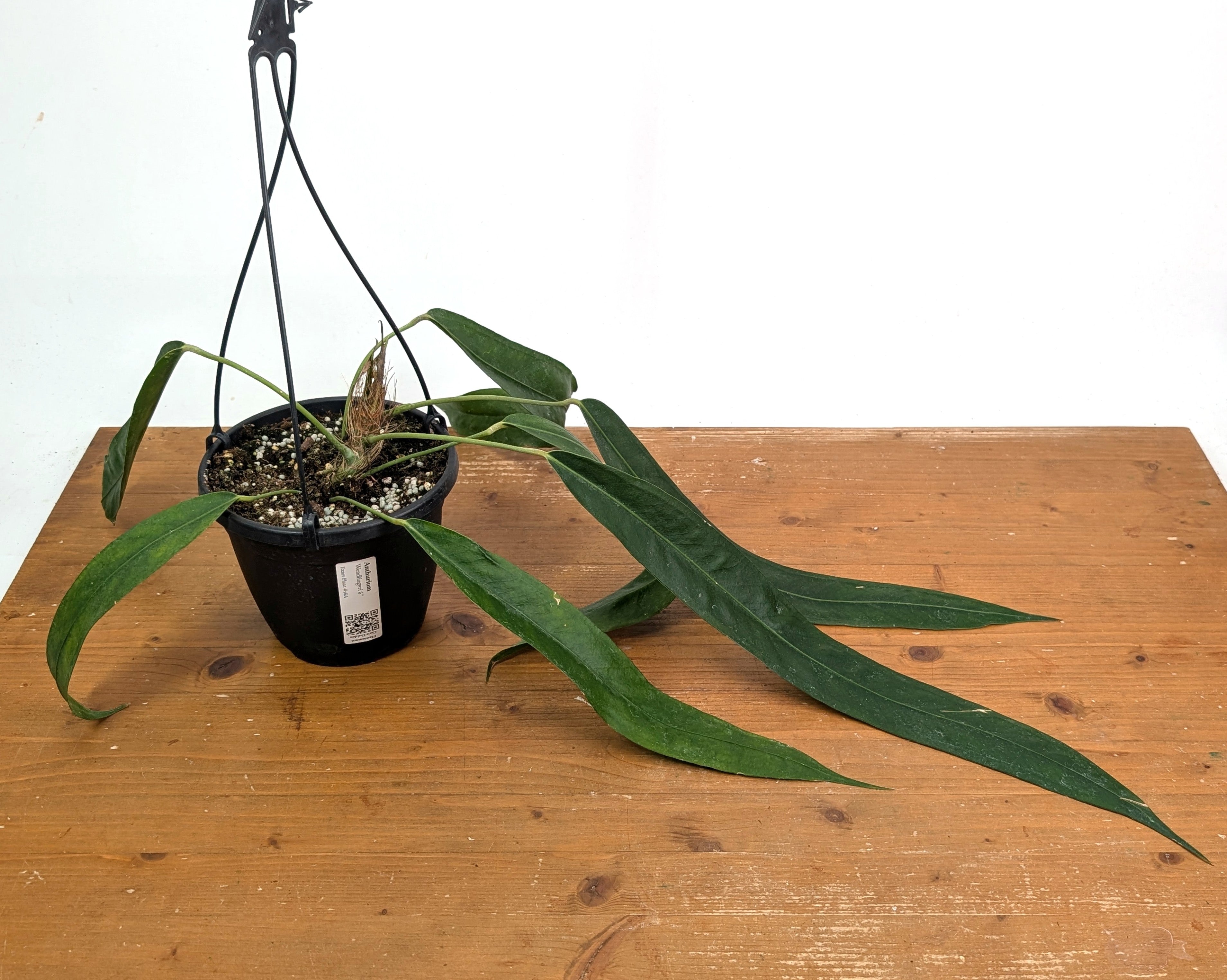 Anthurium Wendlingeri - Multiple Leaves 1-2ft - Exact Plant