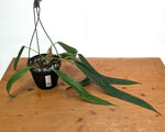 Anthurium Wendlingeri - Multiple Leaves 1-2ft - Exact Plant Pictured 6 Inch Basket #26A