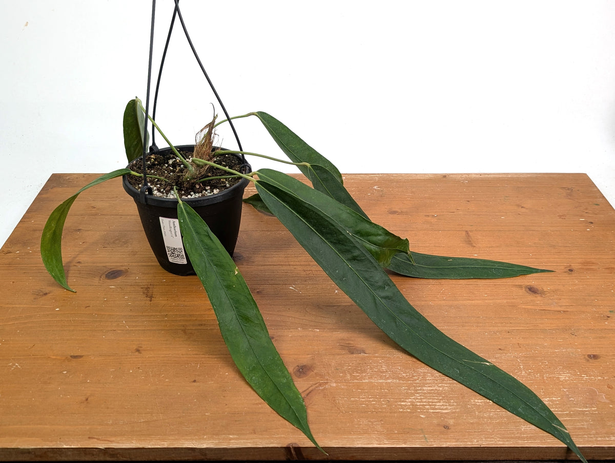 Anthurium Wendlingeri - Multiple Leaves 1-2ft - Exact Plant Pictured 6 Inch Basket #26A