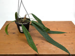 Anthurium Wendlingeri - Multiple Leaves 1-2ft - Exact Plant Pictured 6 Inch Basket #26A