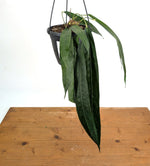 Anthurium Wendlingeri - Multiple Leaves 1-2ft - Exact Plant Pictured 6 Inch Basket #26B