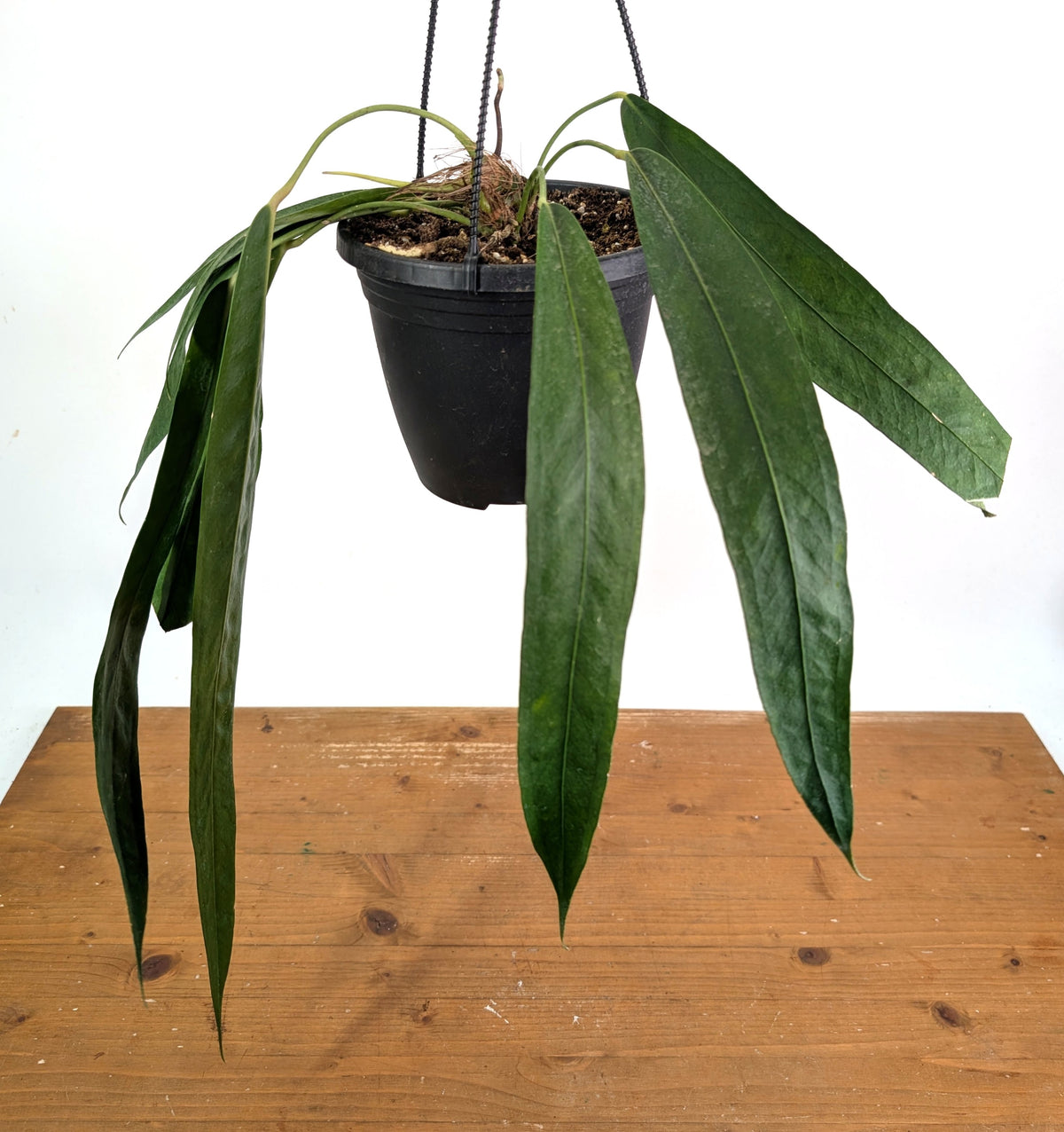 Anthurium Wendlingeri - Multiple Leaves 1-2ft - Exact Plant Pictured 6 Inch Basket #26B