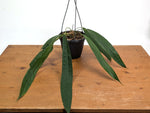 Anthurium Wendlingeri - Multiple Leaves 1-2ft - Exact Plant Pictured 6 Inch Basket #26B