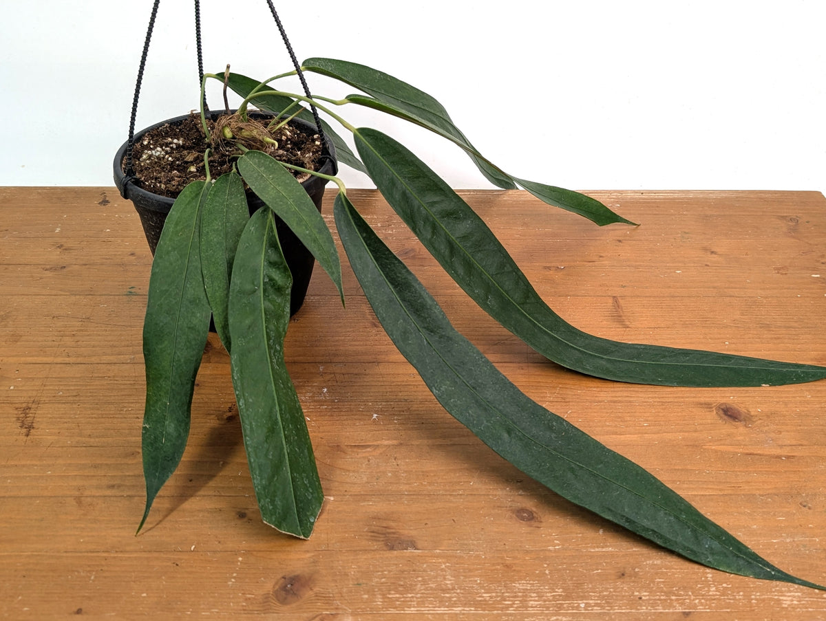 Anthurium Wendlingeri - Multiple Leaves 1-2ft - Exact Plant Pictured 6 Inch Basket #26B