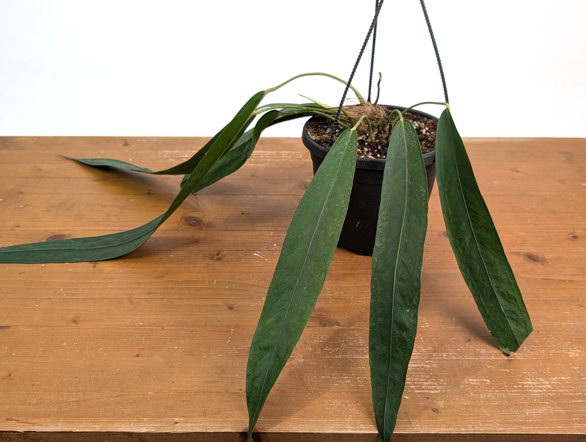 Anthurium Wendlingeri - Multiple Leaves 1-2ft - Exact Plant Pictured 6 Inch Basket #26B