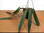 Anthurium Wendlingeri - Multiple Leaves 1-2ft - Exact Plant Pictured 6 Inch Basket #26B