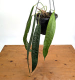 Anthurium Wendlingeri - Multiple Leaves 1-2ft - Exact Plant Pictured 6 Inch Basket #26C