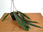 Anthurium Wendlingeri - Multiple Leaves 1-2ft - Exact Plant Pictured 6 Inch Basket #26C