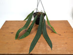 Anthurium Wendlingeri - Multiple Leaves 1-2ft - Exact Plant Pictured 6 Inch Basket #26C