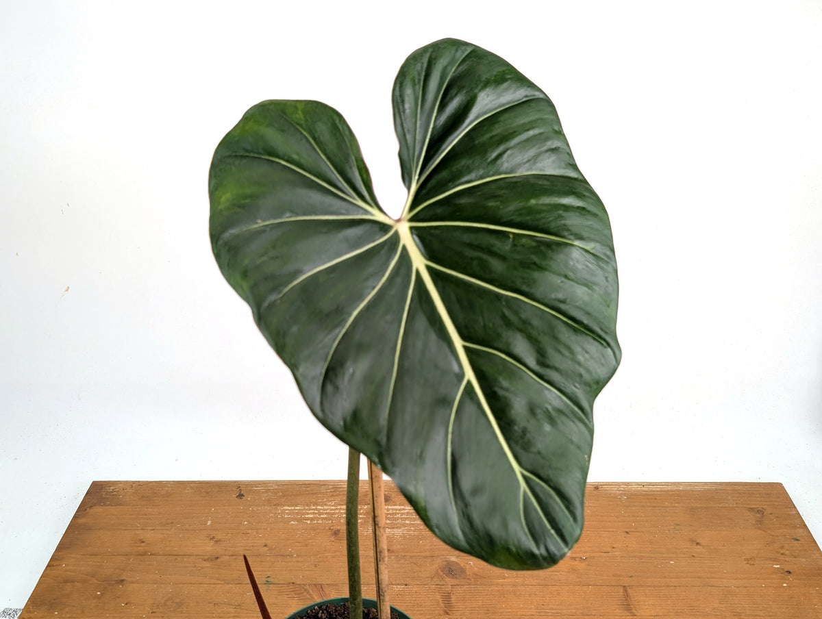 Philodendron Gloriosum x Maximum Variegated - Exact Plant #26A Leaf over 12" in 6" Pot
