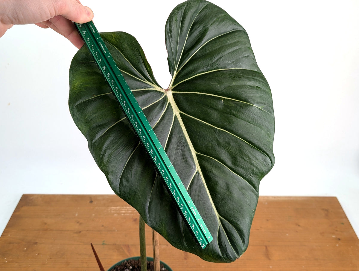 Philodendron Gloriosum x Maximum Variegated - Exact Plant #26A Leaf over 12" in 6" Pot