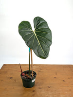 Philodendron Gloriosum x Maximum Variegated - Exact Plant #26A Leaf over 12" in 6" Pot