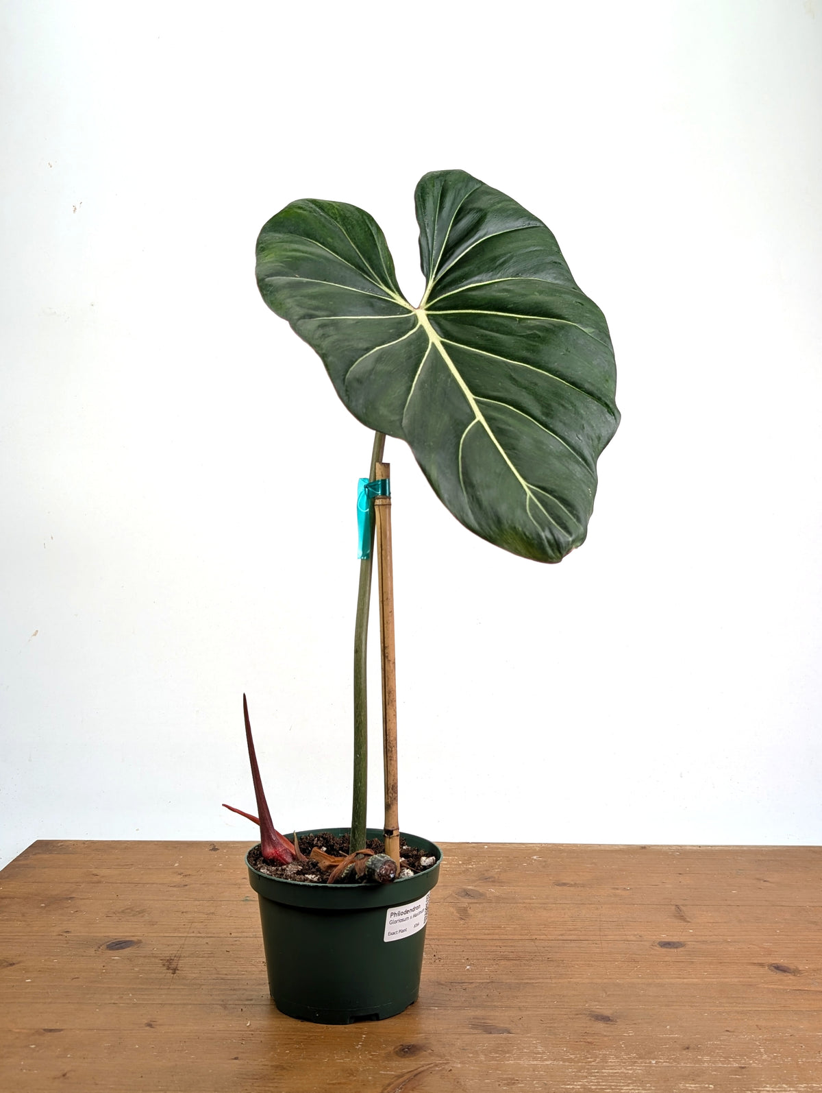 Philodendron Gloriosum x Maximum Variegated - Exact Plant #26A Leaf over 12" in 6" Pot