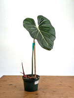 Philodendron Gloriosum x Maximum Variegated - Exact Plant #26A Leaf over 12" in 6" Pot
