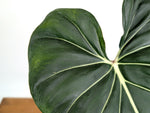 Philodendron Gloriosum x Maximum Variegated - Exact Plant #26A Leaf over 12" in 6" Pot