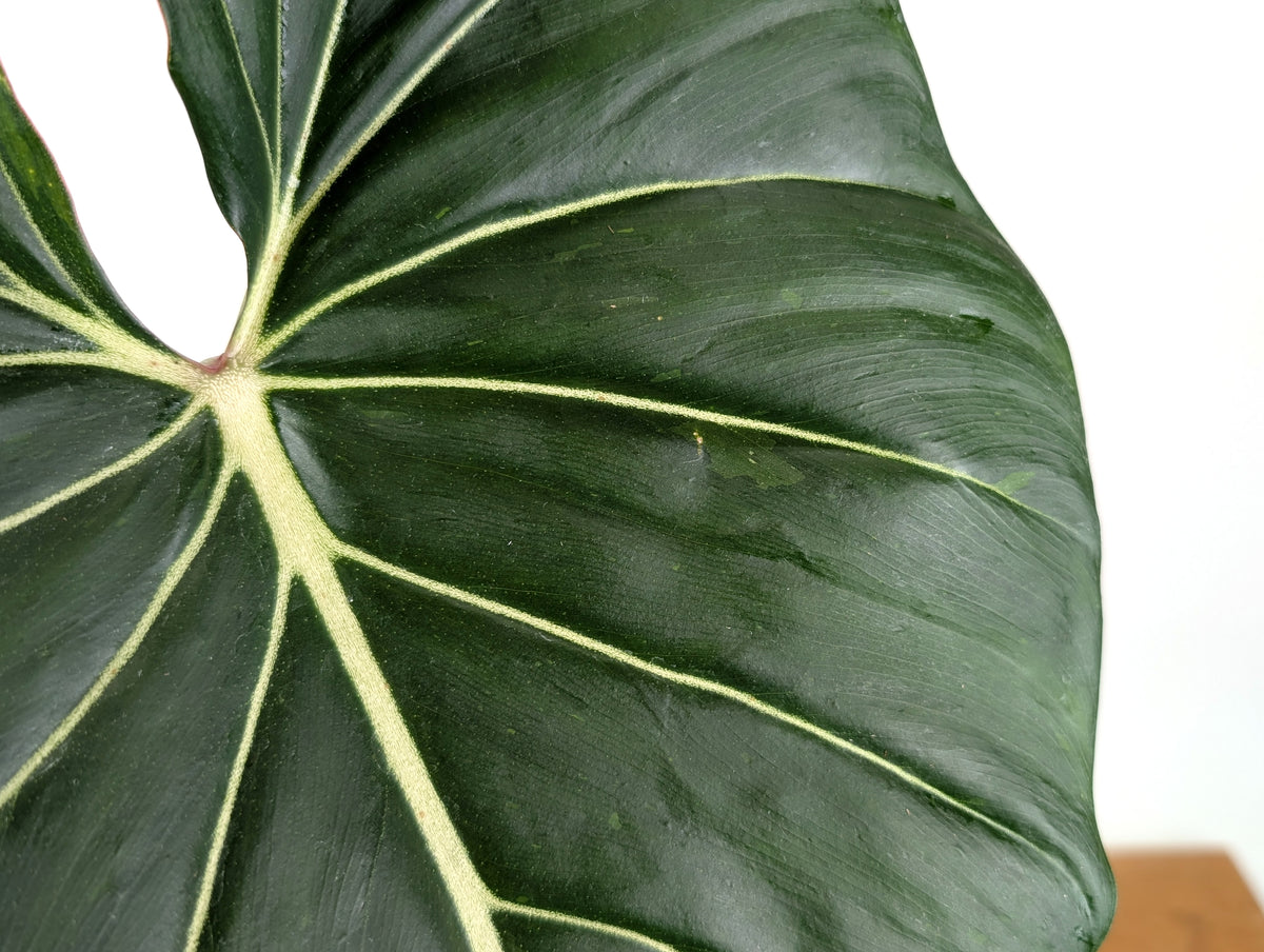 Philodendron Gloriosum x Maximum Variegated - Exact Plant #26A Leaf over 12" in 6" Pot