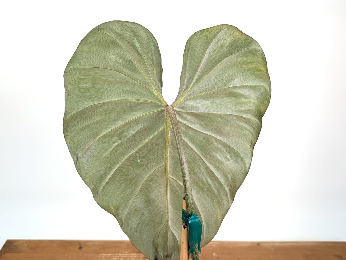 Philodendron Gloriosum x Maximum Variegated - Exact Plant #26A Leaf over 12" in 6" Pot
