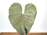 Philodendron Gloriosum x Maximum Variegated - Exact Plant #26A Leaf over 12" in 6" Pot