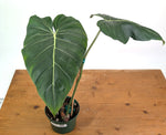 Philodendron Gloriosum x Maximum - Exact Plant #26B - 6" Pot