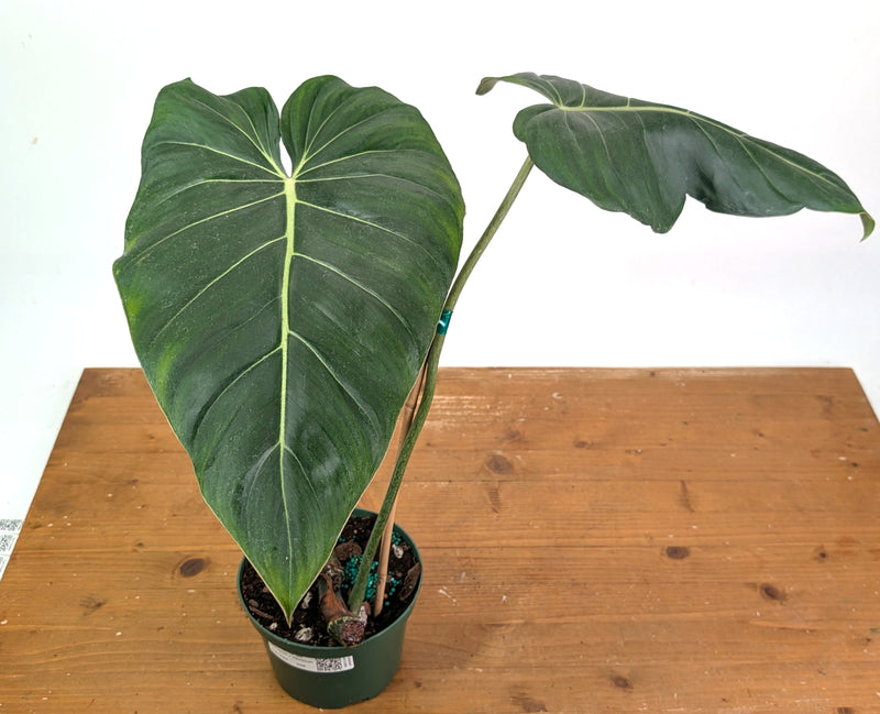 Philodendron Gloriosum x Maximum - Exact Plant #26B - 6" Pot