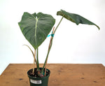 Philodendron Gloriosum x Maximum - Exact Plant #26B - 6" Pot
