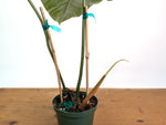 Philodendron Gloriosum x Maximum - Exact Plant #26B - 6" Pot