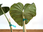 Philodendron Gloriosum x Maximum - Exact Plant #26B - 6" Pot