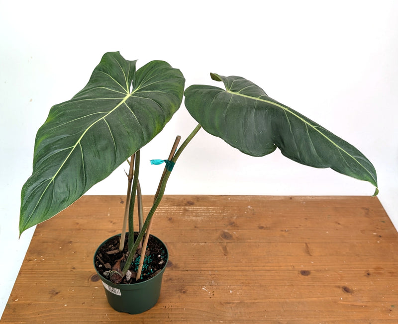 Philodendron Gloriosum x Maximum - Exact Plant #26B - 6" Pot