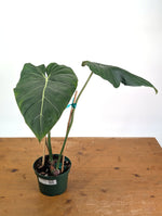 Philodendron Gloriosum x Maximum - Exact Plant #26B - 6" Pot