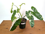 Philodendron Paraiso Verde Albo Mutation - Exact Plant #26A - 6" Pot